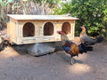 Jumbo 3-Hole Poultry Nesting Box Kit